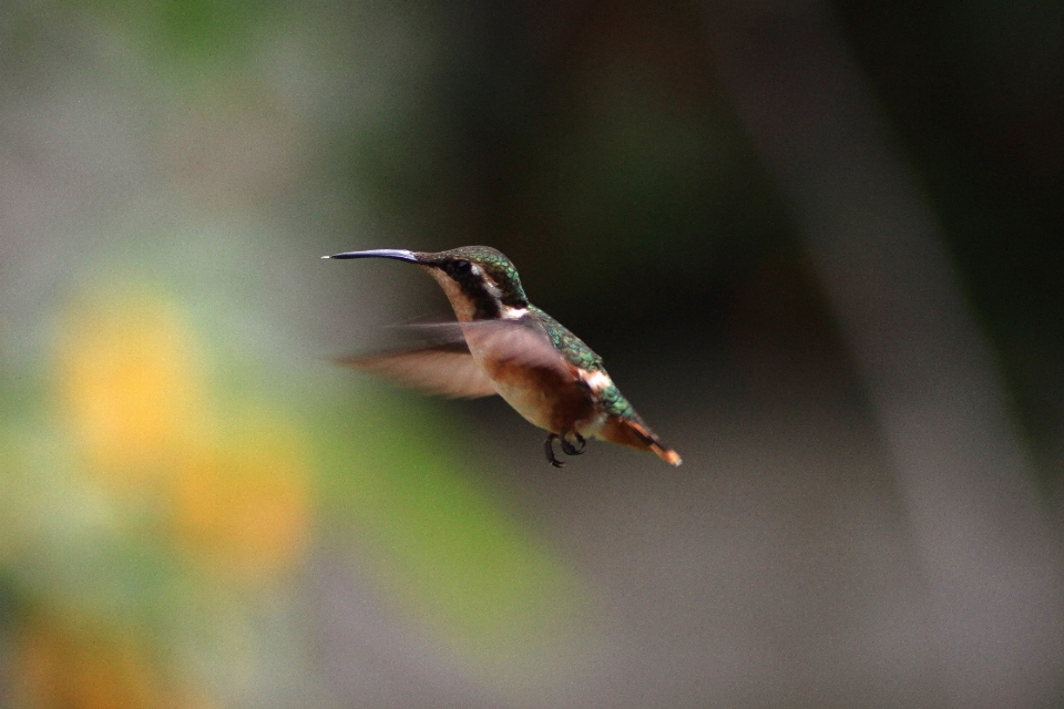 Nature bird wing blur