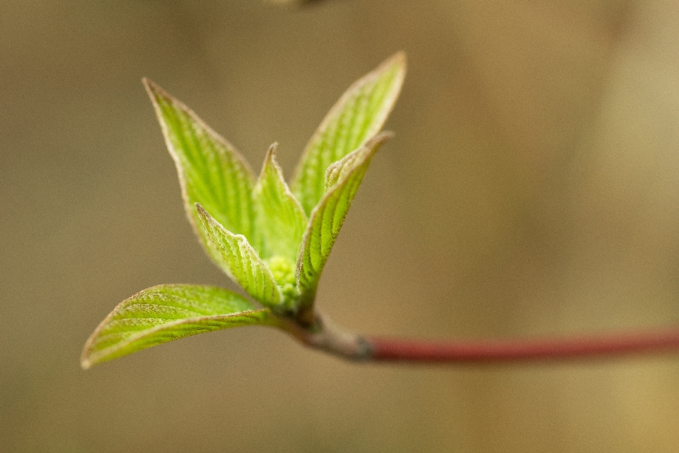 Natureza filial luz plantar