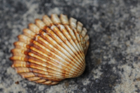 Beach sea sand lake Photo