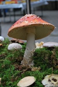 Forest moss autumn soil Photo