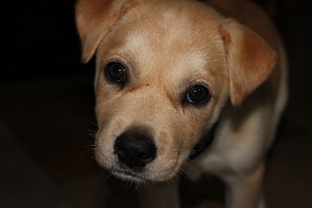 Foto Filhote de cachorro bonitinho mamífero