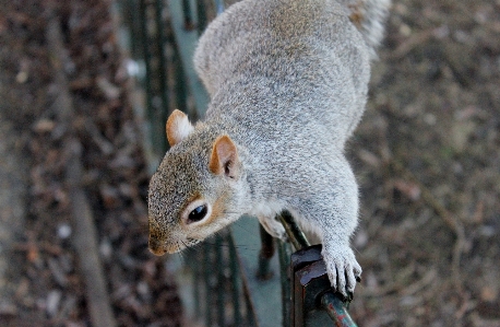 Foto Animais selvagens parque mamífero esquilo