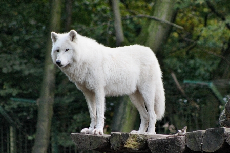 Foto Animal animais selvagens selvagem jardim zoológico