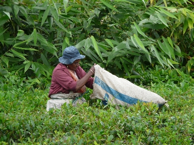 Grass woman lawn meadow Photo