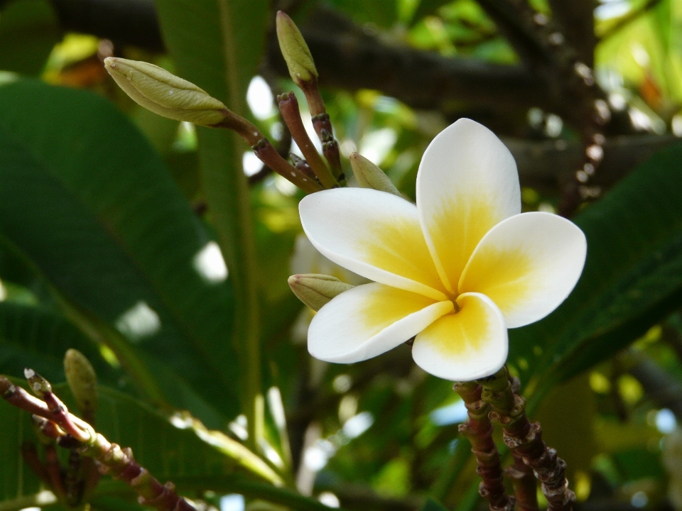 Baum natur zweig blüte