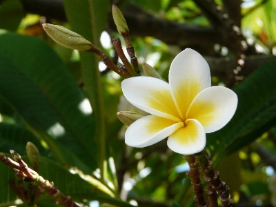 Photo Arbre nature bifurquer fleurir