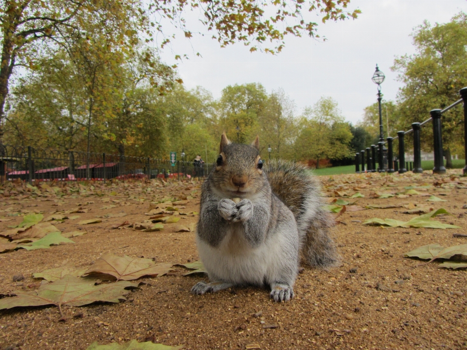 Fall city animal wildlife