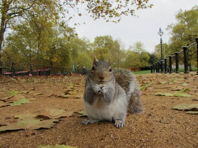 Fall city animal wildlife Photo