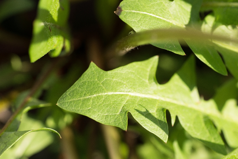 Drzewo natura trawa oddział