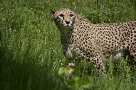 Nature wildlife wild cat Photo