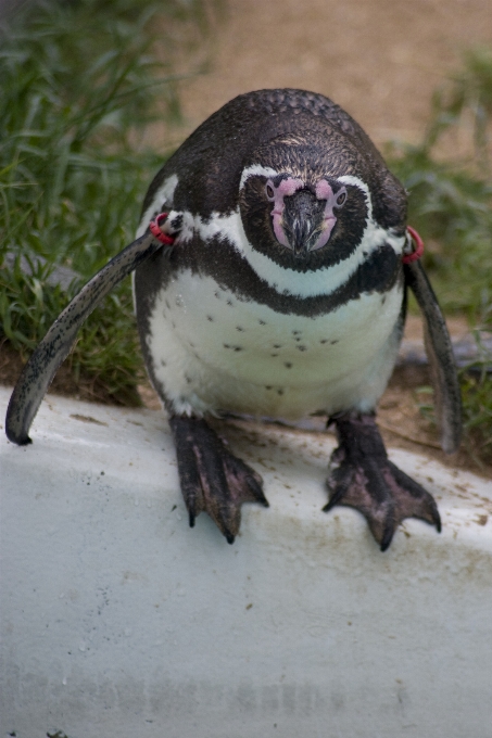 Natur vogel springen tierwelt