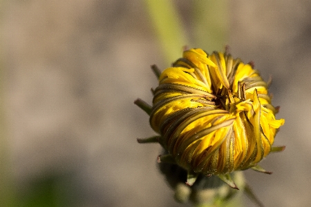 Nature blossom plant photography Photo