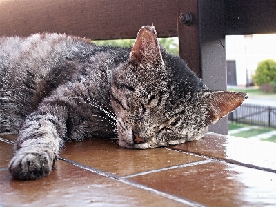 Foto Peliharaan bulu kucing sedang tidur