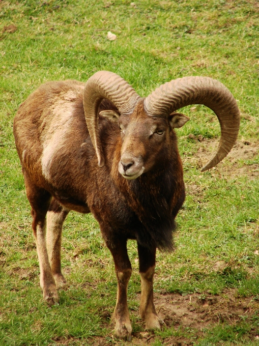 Grass field wildlife horn