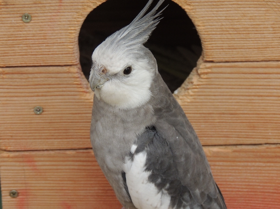 Vogel flügel weiss schnabel