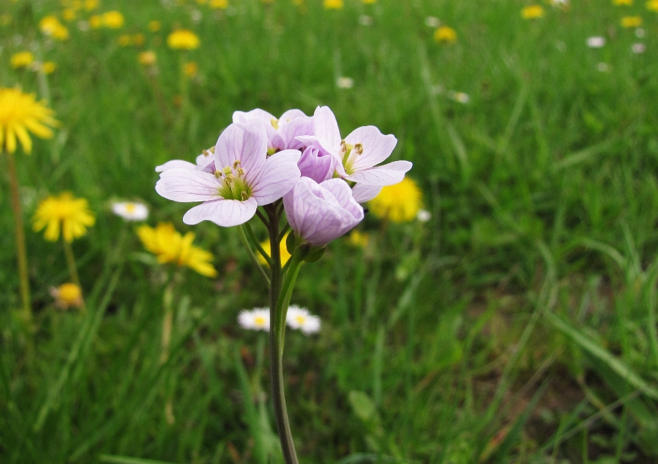 Natur gras blüte anlage