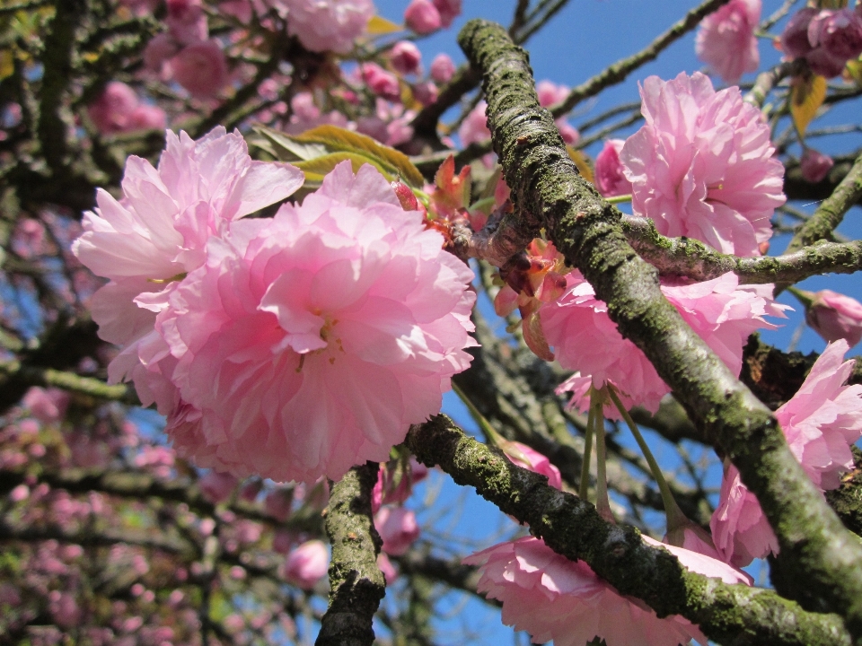 árbol naturaleza rama florecer