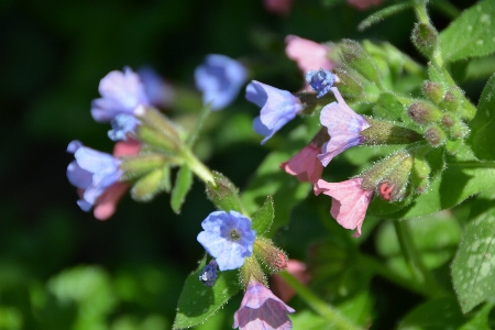 Nature blossom plant flower Photo