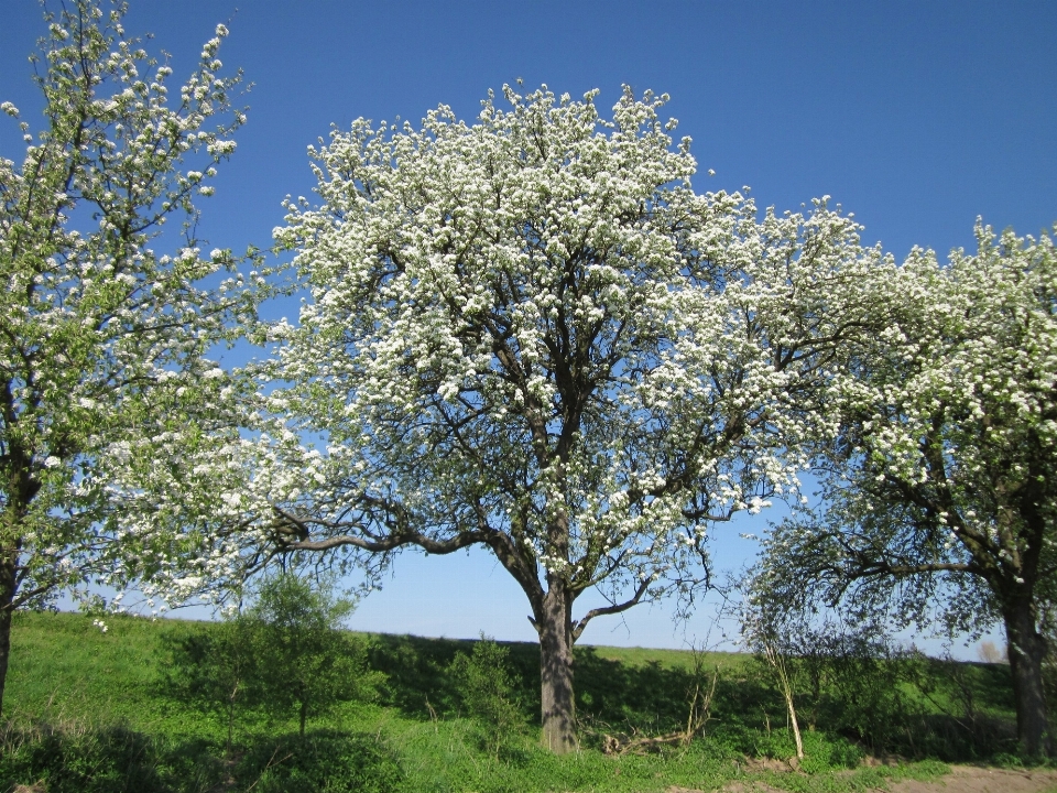 Arbre nature bifurquer fleurir