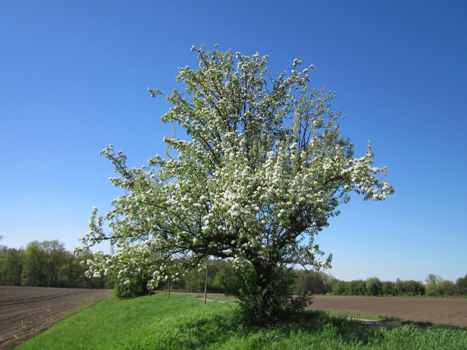 árbol naturaleza césped florecer