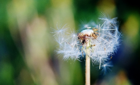 Nature grass plant white Photo