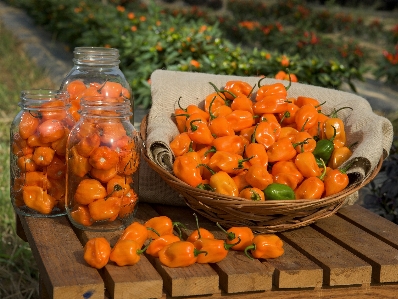 Table nature plant fruit Photo