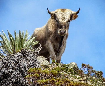 Nature sky hill animal Photo