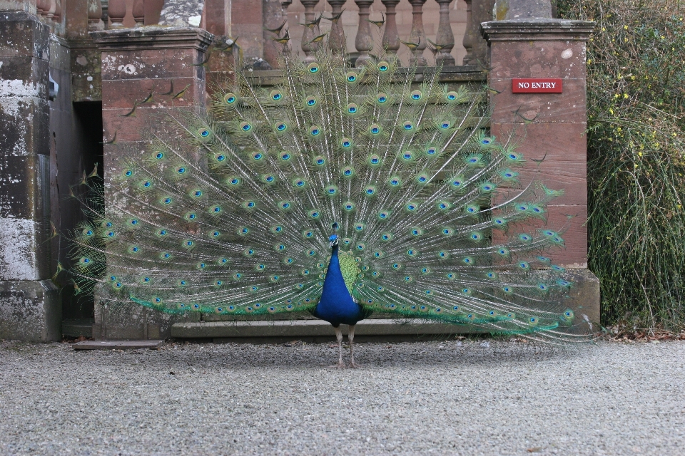 Vogel allein männlich tierwelt