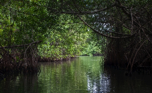 Tree water nature forest Photo