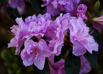 Blossom plant flower petal Photo