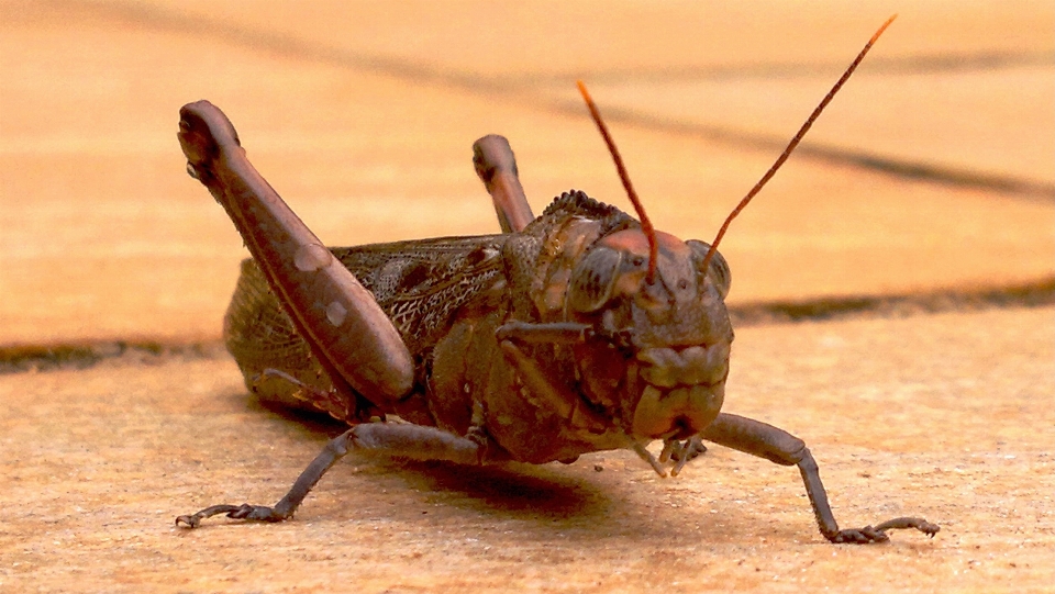 Ala fauna silvestre salvaje insecto