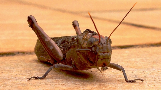 Wing wildlife wild insect Photo