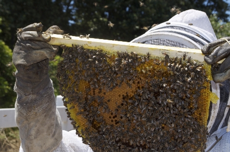 Honey insect soil fauna Photo