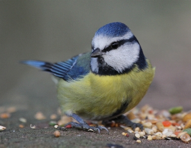 自然 アウトドア 荒野
 鳥 写真