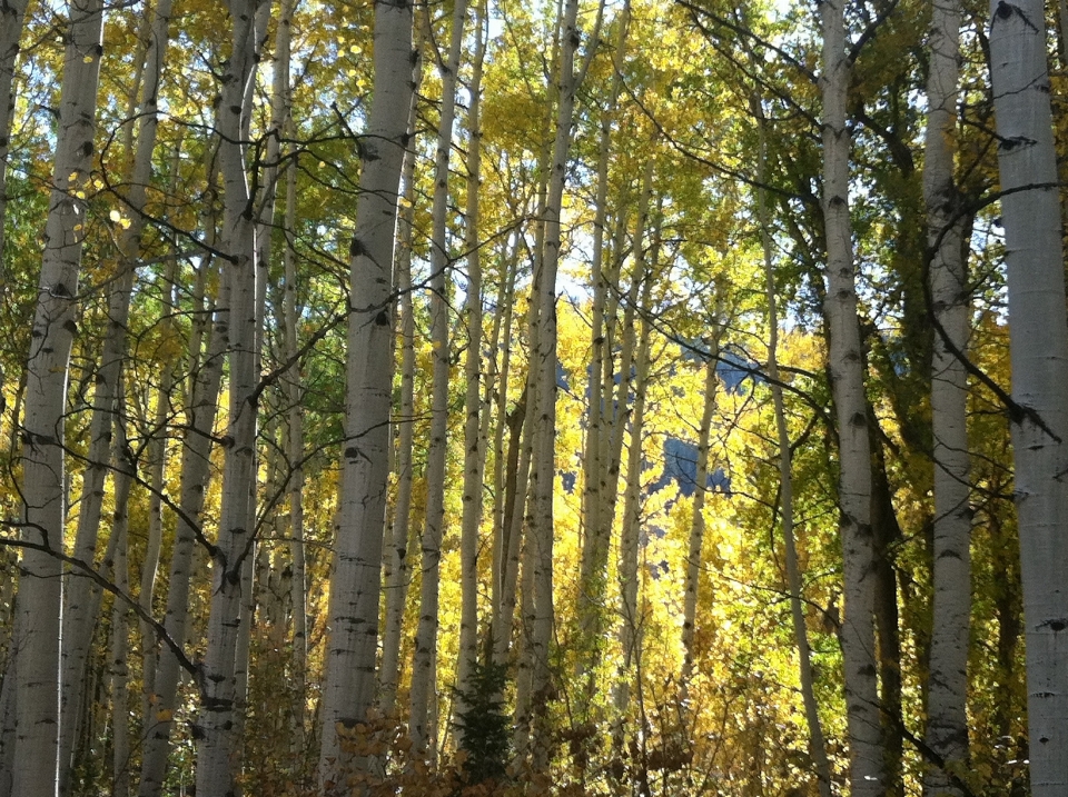 árbol bosque rama planta