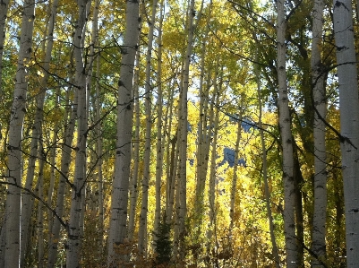 Tree forest branch plant Photo