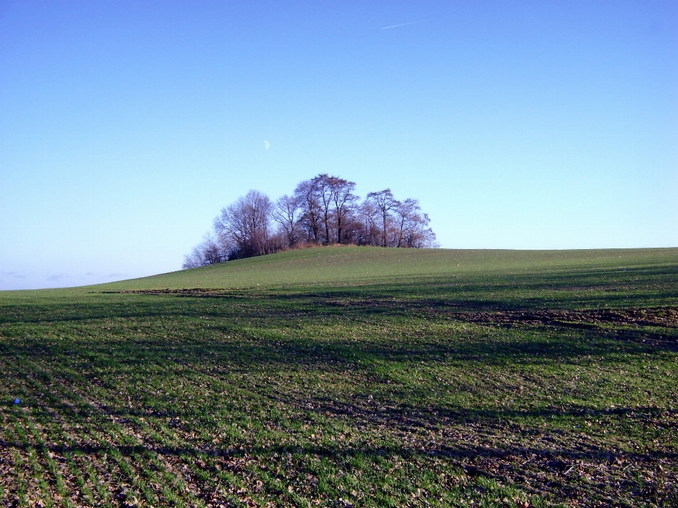 Paisaje árbol naturaleza césped