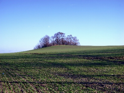 Landscape tree nature grass Photo