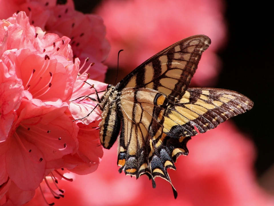 Wing photography flower petal