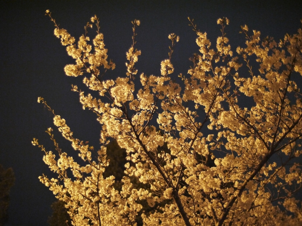 Baum zweig blüte anlage