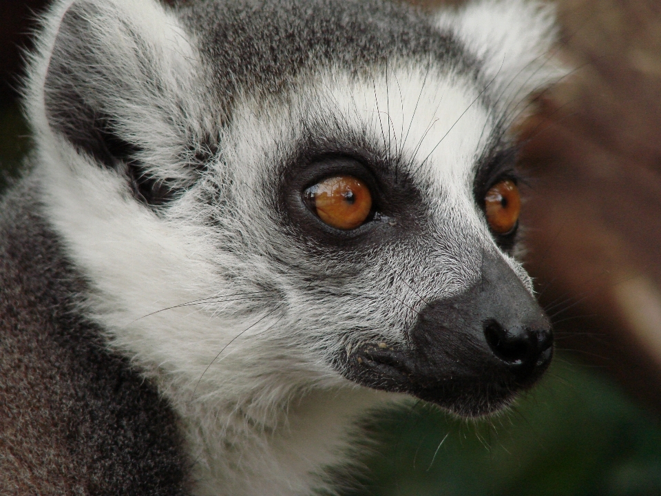 Cute wildlife mammal monkey