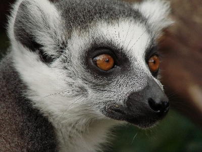 Cute wildlife mammal monkey Photo