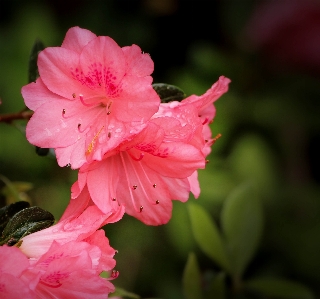 Blossom plant flower petal Photo