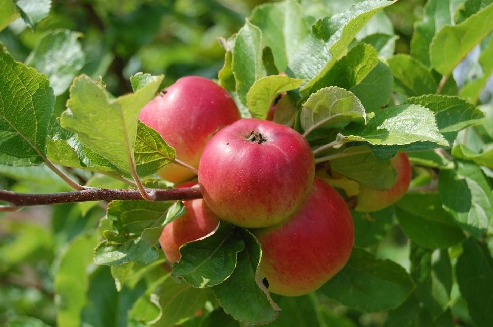 Apple 分支 植物 水果