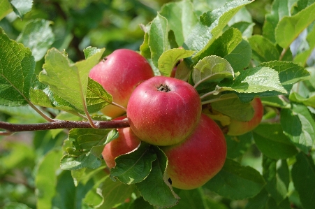 Apple branch plant fruit Photo