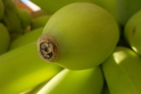 Tree nature branch plant Photo