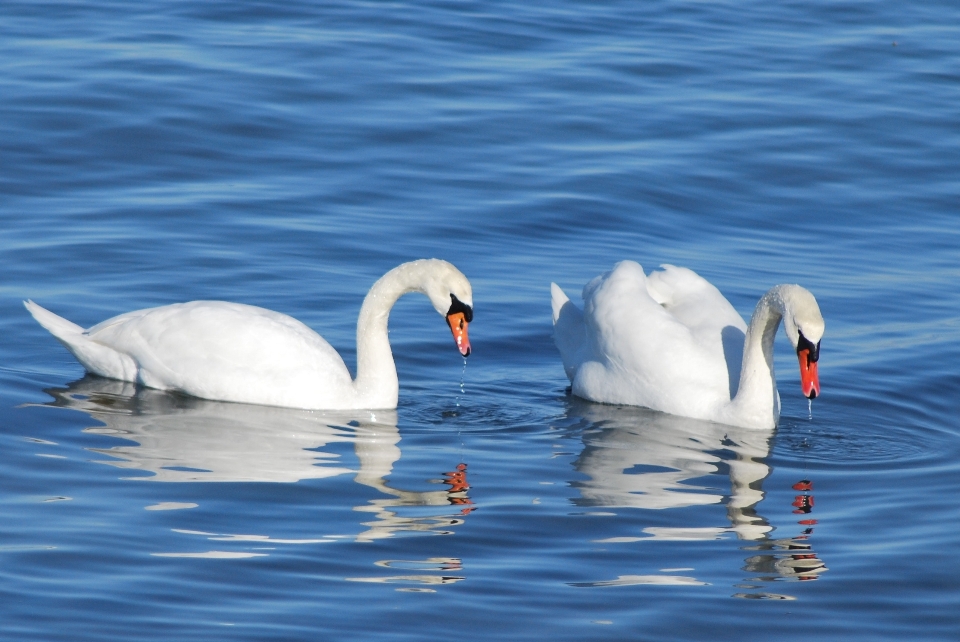 Acqua natura uccello ala