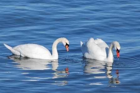 Water nature bird wing Photo