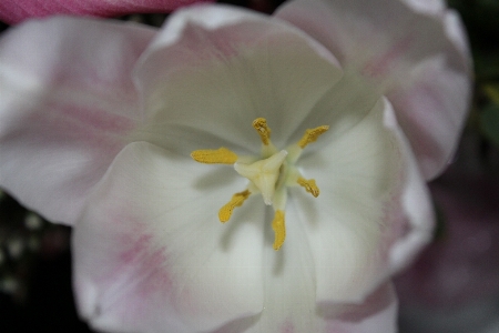 Blossom plant white flower Photo