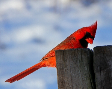 Nature snow winter bird Photo